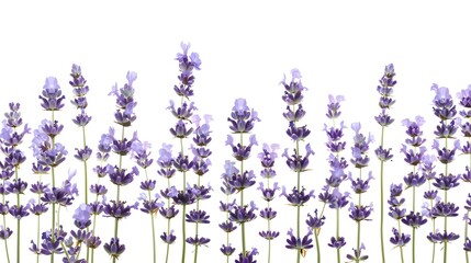Lavender flowers isolated on white

