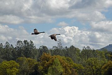 Canadian Geese in Flight at Payne's Creek, California
