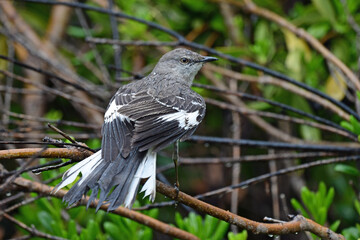 Mockingbird in the Rain at Red Bluff, California
