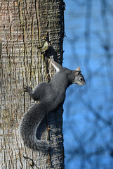 Gray Squirrel on Tree at Red Bluff, California