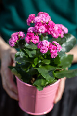 Vibrant pink kalanchoe flowers in a pastel pot held by a person on a sunny day