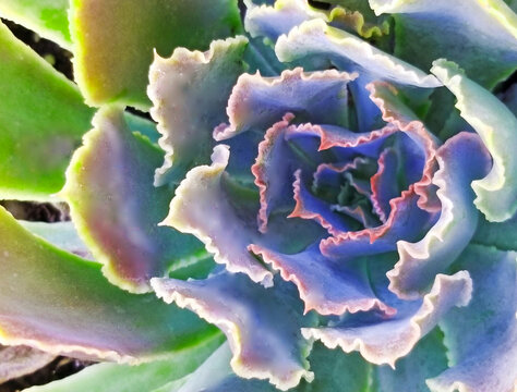 Succulent Macro