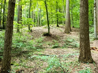 Foto op Plexiglas wood, forest, trees, summer © SmartPhonePhoto