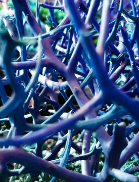 Blue Branches