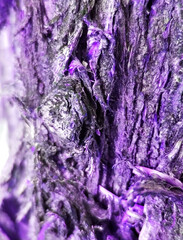 Purple Bark Texture