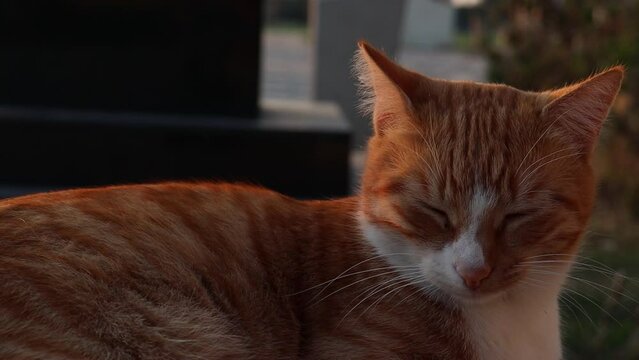 Awakening of an Orange Cat at Sunset (Slow Motion)