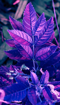 Purple Abstract Leaves