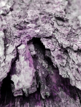 bark texture purple tint