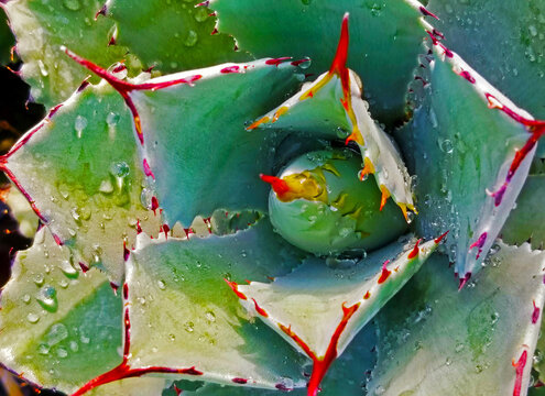 Agave
