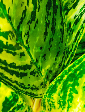 Tropical Leaf