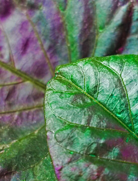Abstract Purple Fiddle Leaf Fig Leaves