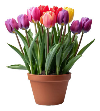 Potted multicolored tulips blooming in terracotta pot, cut out - stock png.