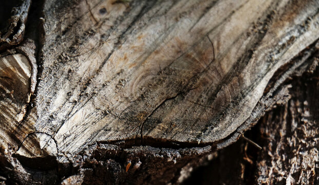 Old Wood Cut Trunk