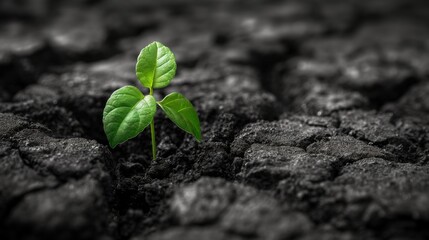sprout growing from soil - obrazy, fototapety, plakaty