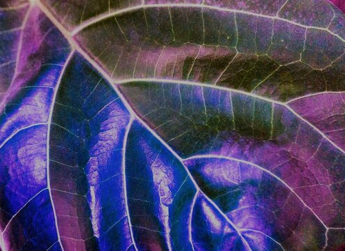 Purple Fiddle Leaf Fig Leaf
