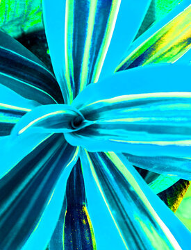 Blue Tropical Leaves