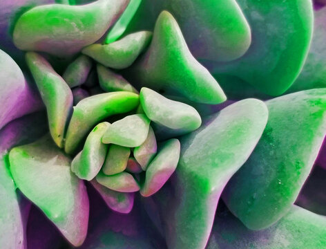 Succulent Close Up