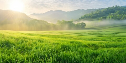 Lush spring green grass field background in a foggy morning over fields and pastures, copy space. - obrazy, fototapety, plakaty