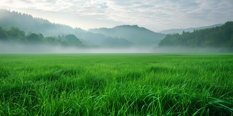 Lush spring green grass field background in a foggy morning over fields and pastures, copy space.