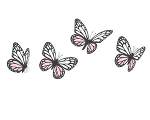 flock of cololorful butterflies flies. Butterfly set.monarch tawny spring butterfly