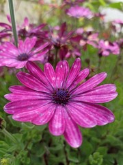 Obraz premium pink flower