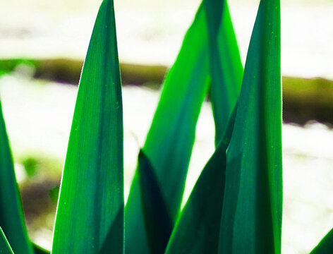 Green Plant Leaves