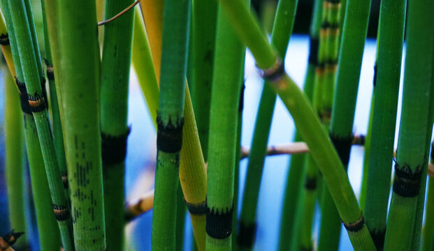 close up of bamboo