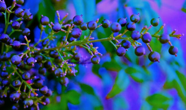 Purple Berries