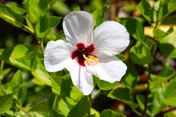 A white with red center hibiscus flower