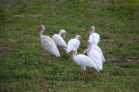 a flock of American white ibis