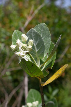 A white Calotropis gigantea.
