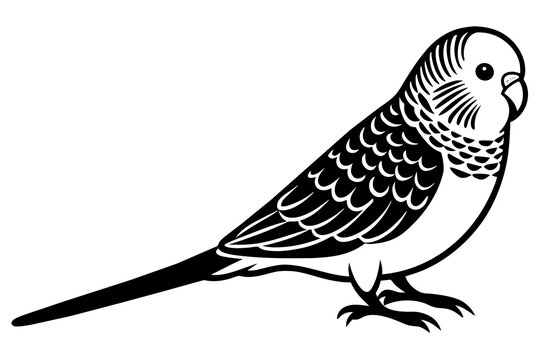 recommend clip art: budgerigar silhouette vector illustration