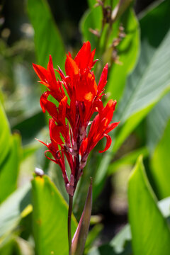 A red canna lily