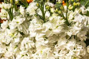 Matthiola incana flower, stock flowers, cut flowers in the nursery, full bloom