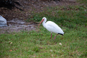 American white ibis strolling in the grass
