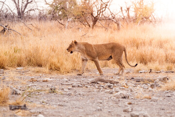 A lioness strides purposefully across the savanna of Etosha National Park, illuminated by the soft light of early morning.