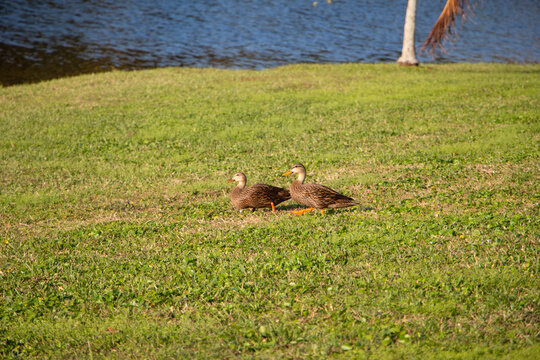 A pair of Florida mottled ducks walking to the water.
