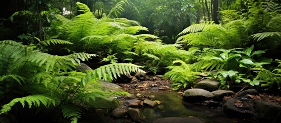 A serene stream meanders through a vibrant, dense forest teeming with lush greenery and foliage