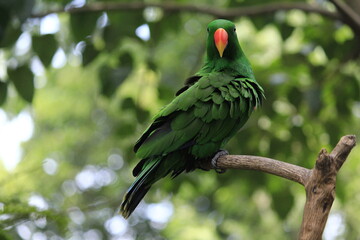 Nuri Bayan (Eclectus Roratus), a parrot with intelligence to imitate human voices. Birds habitat is in the forests of Maluku and Papua, populations are threatened.
