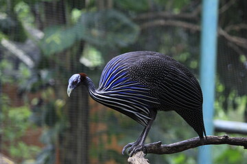 Vulturine Guinea Fowl or Acryllium Vulturinum, an ornamental fowl from Africa which is much hunted by exotic animal hobbyists because of its beautiful color.