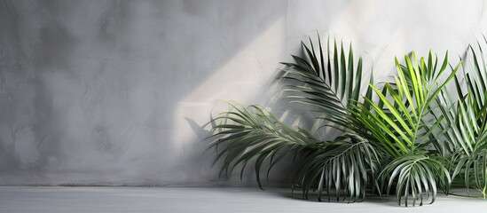 Obraz premium A cluster of evergreen palm trees stands tall against a gray wall, unaffected by freezing winds and snow. These terrestrial plants bring a touch of tropical warmth to the cold surroundings