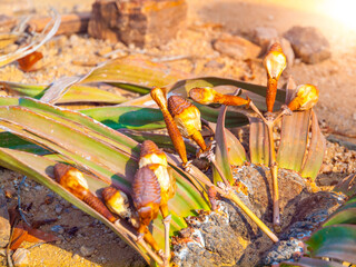 The rare Welwitschia mirabilis plant basks in the warm glow of the morning sun, showcasing its...