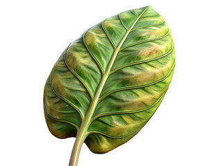 Monstera leaf