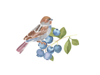 Watercolor bird sitting on blueberries branch - hand drawn isolated composition. Floral nature berry illustration