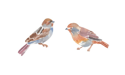 Watercolor set of two birds - hand drawn illustration on white background