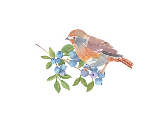 Watercolor bird sitting on blueberries branch - hand drawn isolated composition. Floral nature berry illustration