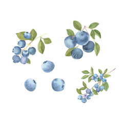 Watercolor blueberries branches - hand drawn illustration clipart of berries isolated floral on white background