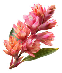 Pink tropical bromeliad flowers with lush leaves, cut out - stock png.