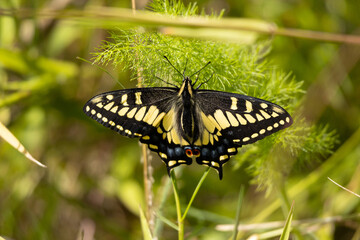 Anise swallowtail butterfly on anise plant