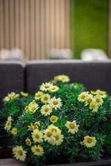 Flowers on a conference style ambient. Yellow bouquet of flowers in front of wooden background with chairs